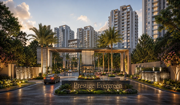 Prestige Evergreen